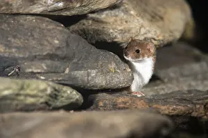 Carnivora Mammals Prints: Carnivora, least weasel, mouse weasel