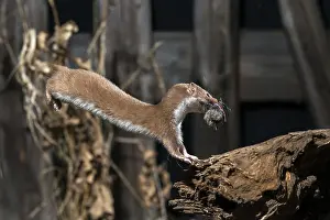 Predator Mammals Prints: Carnivora, least weasel, mouse weasel