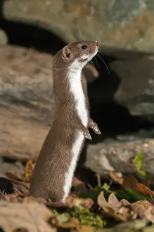 Carnivora Predators Prints: Carnivora, least weasel, mouse weasel