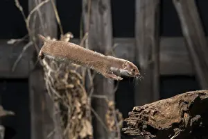 Mustelid Predators Prints: Carnivora, least weasel, mouse weasel