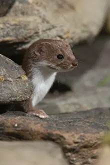 Predator Mammal Images Prints: Carnivora, least weasel, mouse weasel