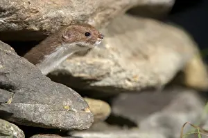 Carnivora Mammals Prints: Carnivora, least weasel, mouse weasel