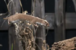Prints of Carnivora, least weasel, mouse weasel, mustela nivalis, predators, bolt, mammals, raptors, jump, mammals Related Prints: Least Weasel Print - Mustela Nivalis