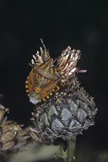 Flying Insect Fauna Photos Prints: Carpocoris fuscispinus, tree bug