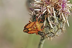 Shield Bug Prints: Carpocoris mediterraneus, tree bug