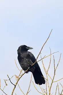 Bird In Tree Prints: Carrion Crow perched high in the tree
