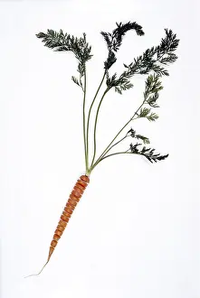 Cut Out Food Images Prints: Carrot