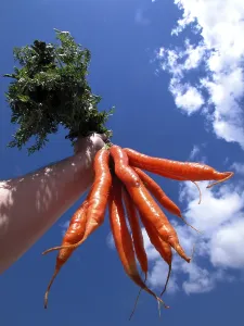 Citrus Fruit Meal Ideas Prints: Carrots