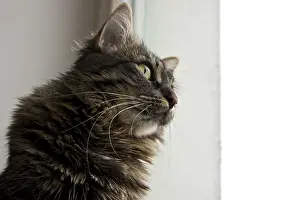 Striped Tabby Cat Photo Prints: Cat looking thoughtfully out the window