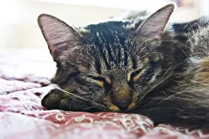 Domestic Cat Nap Prints: Cat peacefully sleeping on a patterned fabric