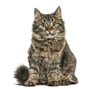 Feliformia Animal Image Prints: Cat sitting and looking at the camera