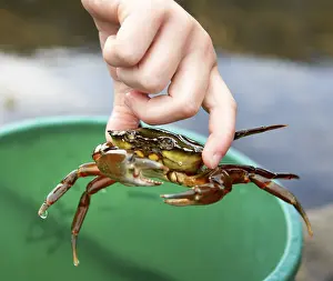 Catching Crabs Print