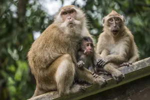 Deserted Buddhist Temples In Thailand Prints: Long-tailed macaque, monkey temple