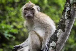 Buddhist Sculptures In Asia Prints: Long-tailed macaque, monkey temple