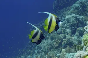 Prints of Two Schooling Red Sea Bannerfish (Heniochus intermedius) elegantly swim near vibrant coral formations in their natural ocean habitat Intermedius Prints: Red Sea Bannerfish in Coral Habitat Print