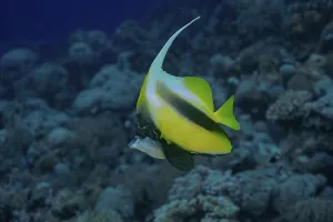 Prints of A vividly colored Red Sea Bannerfish (Heniochus intermedius) gracefully swimming in the expansive blue waters of the ocean, showcasing its elongated white and yellow fins Intermedius Prints: Red Sea Bannerfish Print: Elongated Fins in Blue Waters