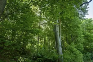 Maple Tree Photography Prints: Deciduous forest with beech and maple trees