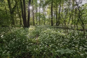 Ramsons In Bloom Prints: Mixed deciduous forest in spring