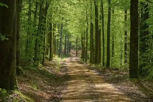 Springtime Forest Landscape Prints: Path, forest, beech, backlight