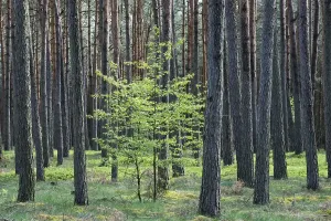 Coniferous Woodland Scene Prints: Small deciduous tree between tree trunks
