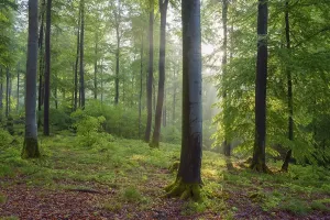 Central Europe Deciduous Forests Prints: Beech forest in spring with sun