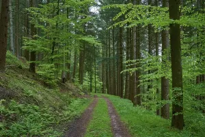 Empty Forest Path Germany Prints: Forest path, mixed forest, spring
