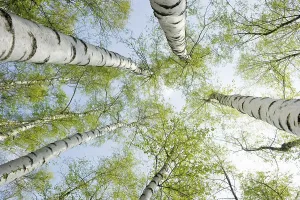 View From Below Germany Prints: Birch forest in spring, from below
