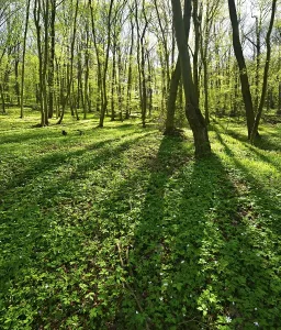 Deciduous Forest In Spring Prints: Deciduous forest in the spring
