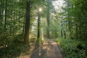 Uninhabited Bavarian Forest Prints: Fork, forest path, deciduous forest