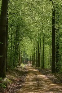 Beech Path in Springtime Print, Rothenbuch Germany
