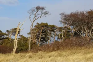 Nature Reserve Landscapes Prints: Windswept pine tree on the beach