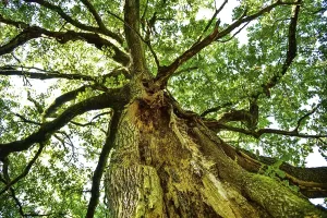 Old Oak Tree Germany Prints: Old oak tree (Quercus) with split trunk