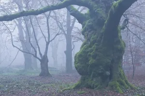 Common Beech Trees Europe Prints: Beech forest, Beech trees (Fagus sylvatica) in the mist