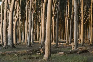 Northern Germany Deciduous Trees Prints: Beech forest (Fagus sylvatica)