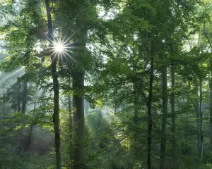 Desolate European Landscape Prints: Beech forest flooded with light