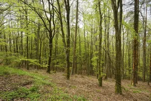 Kellerwald Edersee National Park Prints: Beech forest with fresh greenery