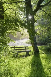 Forest Landscape Photography Germany Prints: Bench in forest with sun, spring