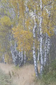 Deserted Birch Forest Prints: Birch trees (Betula pendula) in the fall