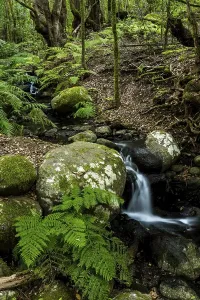 La Gomera Nature Photography Prints: Creek flows through Cloud Forest