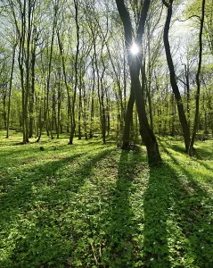Deciduous Forest In Spring Prints: Deciduous forest in spring, sun