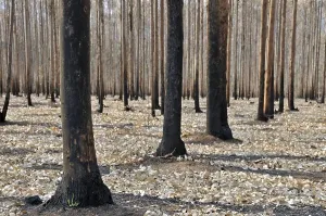 Deserted Eucalyptus Forest Prints: Eucalyptus forest (Eucalyptus)