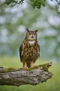 Attentive Bird Photography Prints: Eurasian eagle-owl (Bubo bubo)