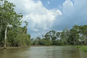 Brazilian Travel Photography Prints: Flooded forest, Amazon river, Amazonas state