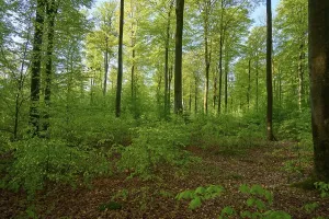 Morning In Bavaria Prints: Forest, Beech, Morning, Spring