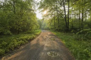 Uninhabited Forest Path Prints: Forest path at sunrise in spring