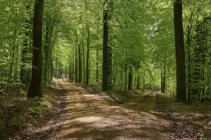 Backlit Deciduous Trees Prints: Fork in the road, forest, beech