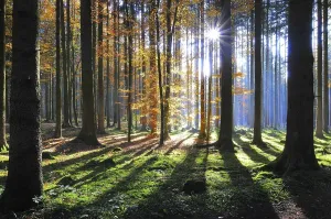 Backlit Autumn Foliage Prints: High forest in autumn with backlight