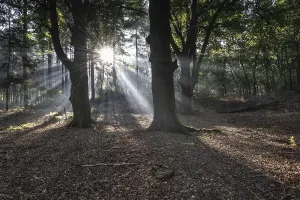 European Beech Tree Forests Prints: Light in the beech forest (Fagus sylvatica)