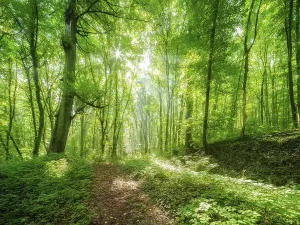 Sunbeams In Forest Prints: Light-flooded deciduous forest in summer