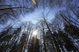 Deciduous Tree Winter Prints: Mixed forest with sunbeams against the light